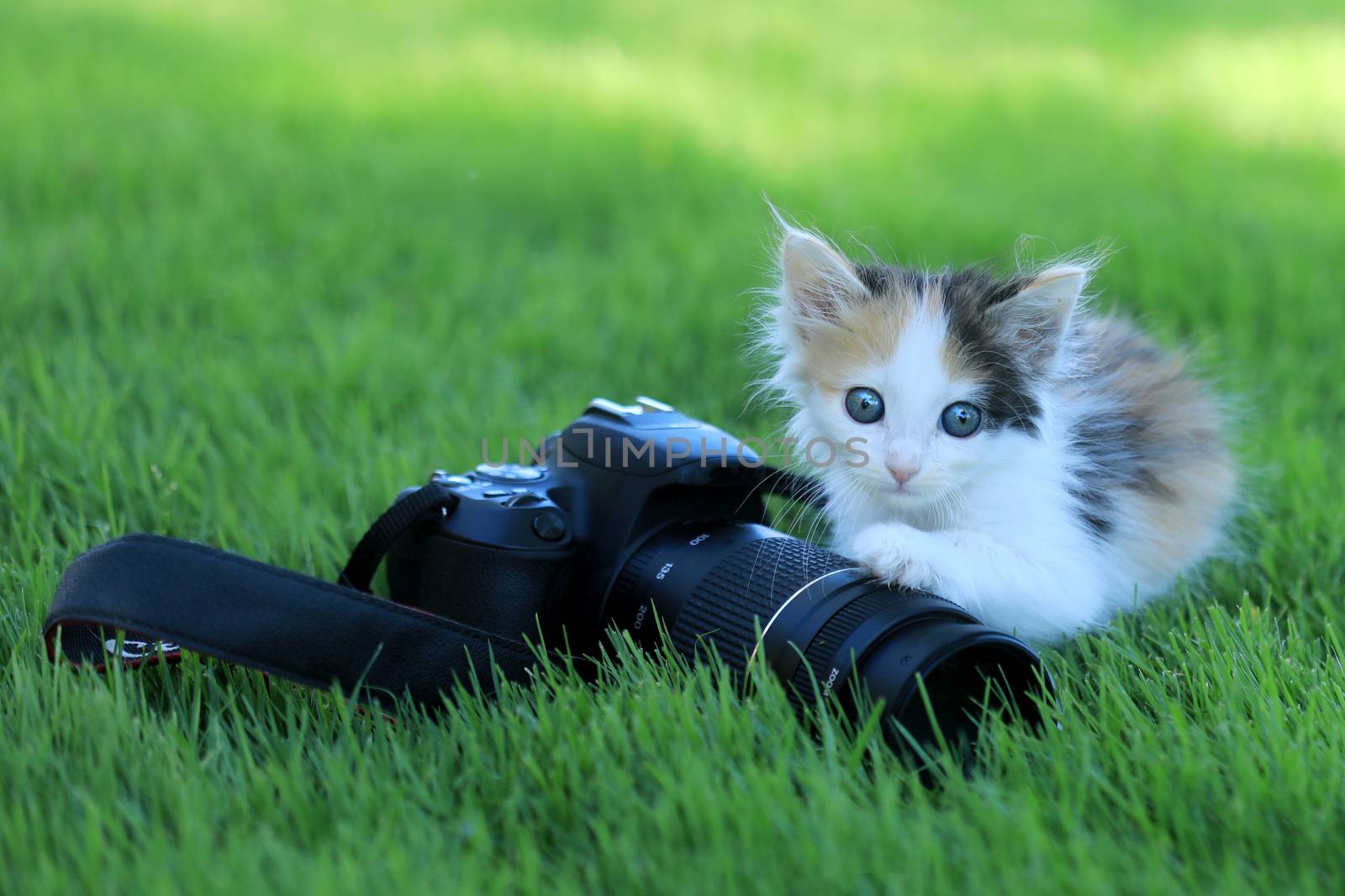 Tiny Calico Kitten Outdoor in the Green Grass