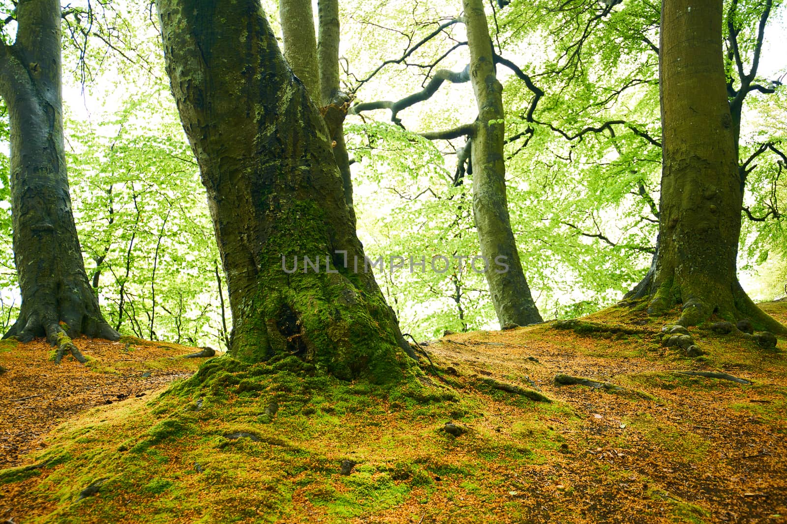 Trees in Jasmund National Park