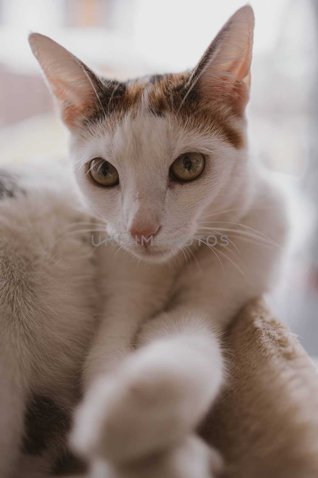 beautiful cute little white-red cat closeup feline