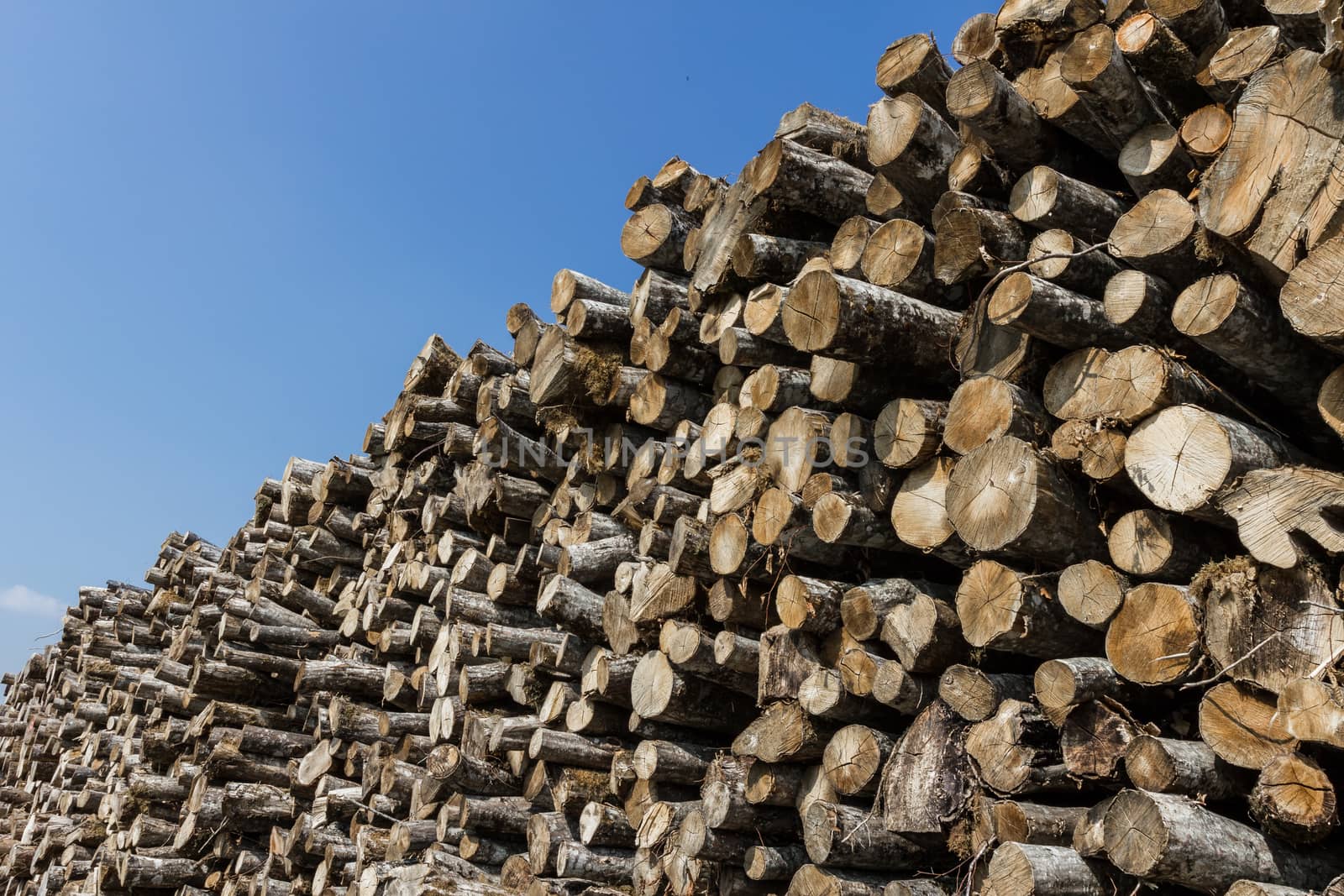 Big pile of logs on a blue sky background