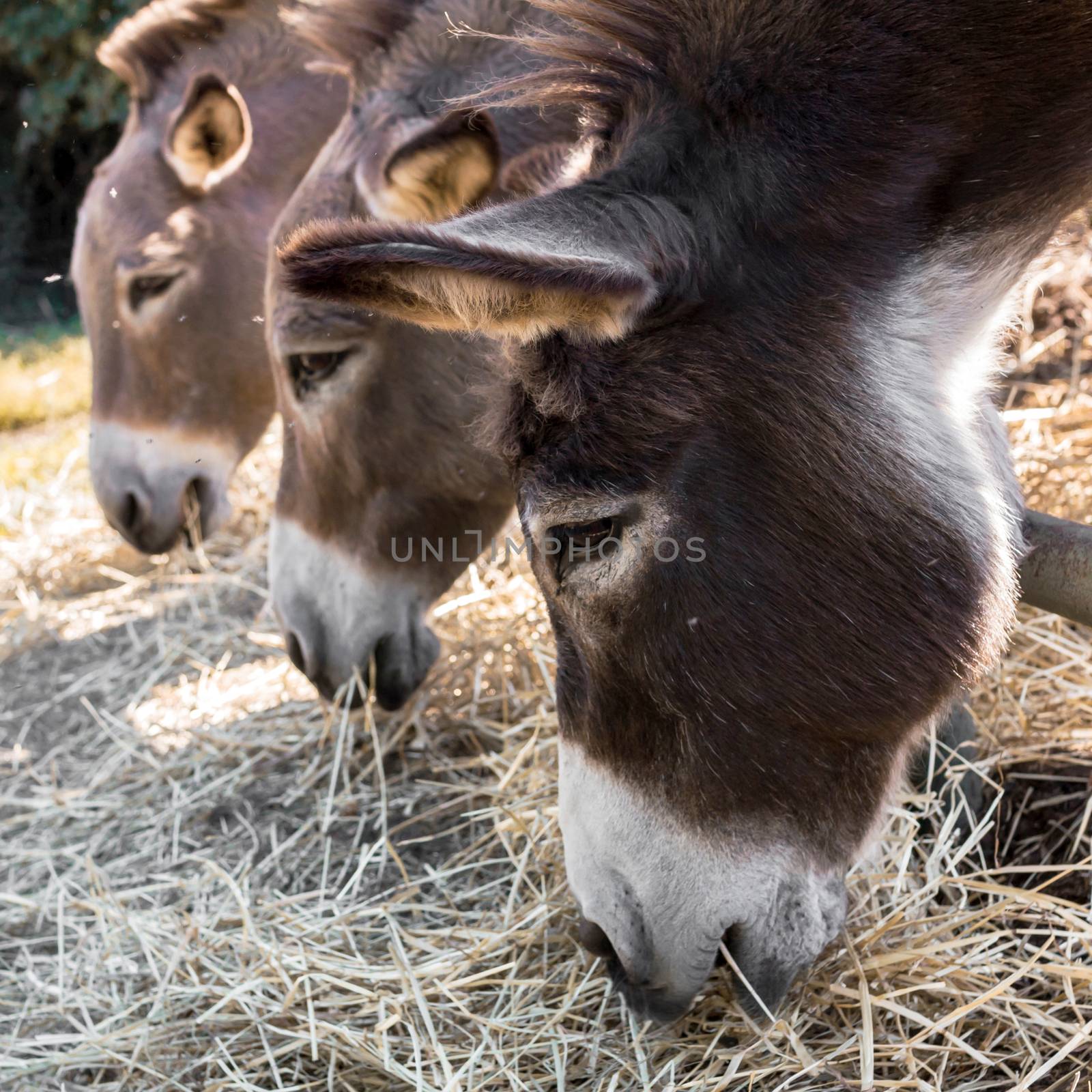 Three donkeys eating hay from the trough