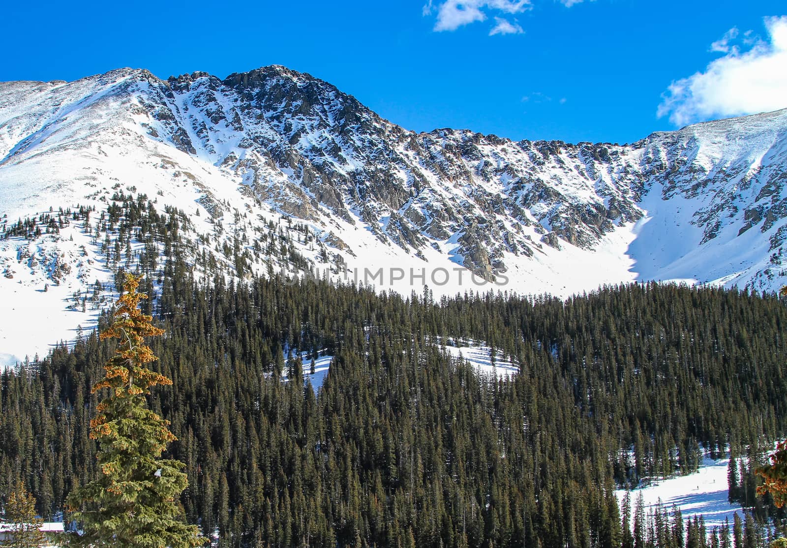 The beautiful snow covered mountains of Colorado.  Lots of pine trees and bright blue sky with some clouds.