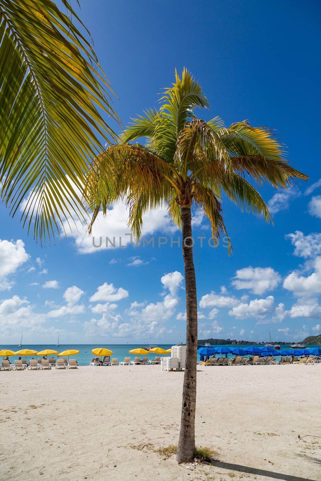 Caribbean Beach of St Maarin with Tourists and Palm Tree