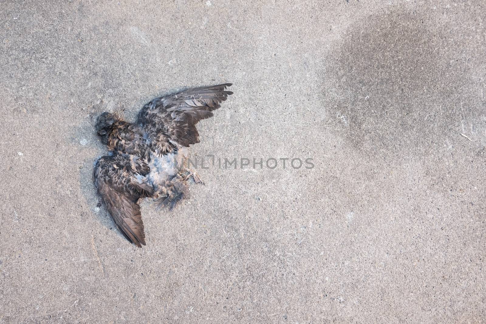 Death dove died by Surasak