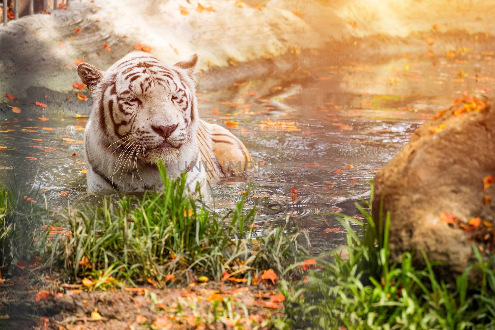 White Tiger sleeping in water by Surasak