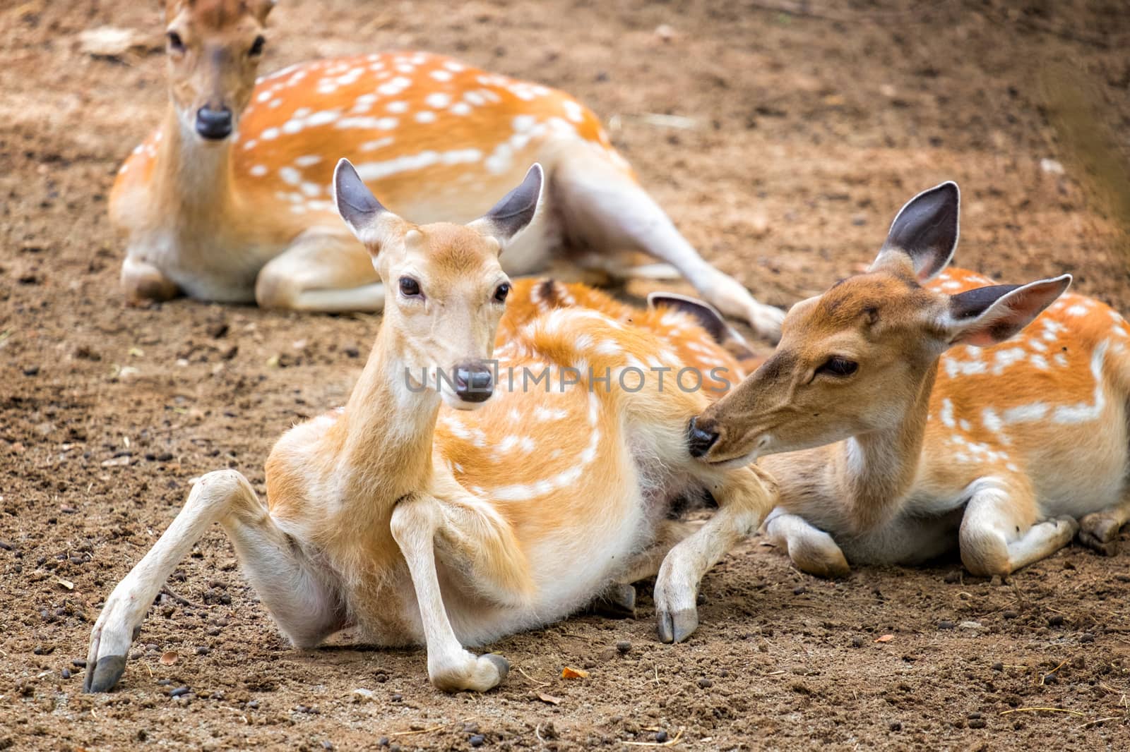 Female chital or cheetal deer (Axis axis),in sunlight by Surasak