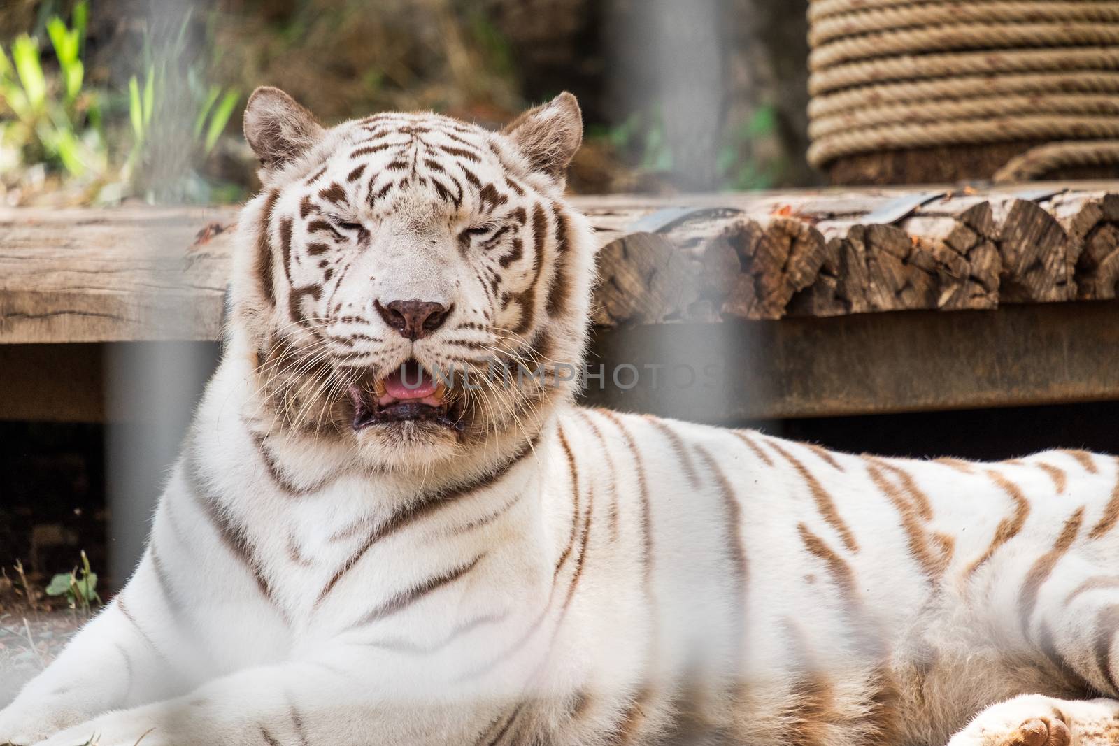 White Tiger sleeping in cage by Surasak