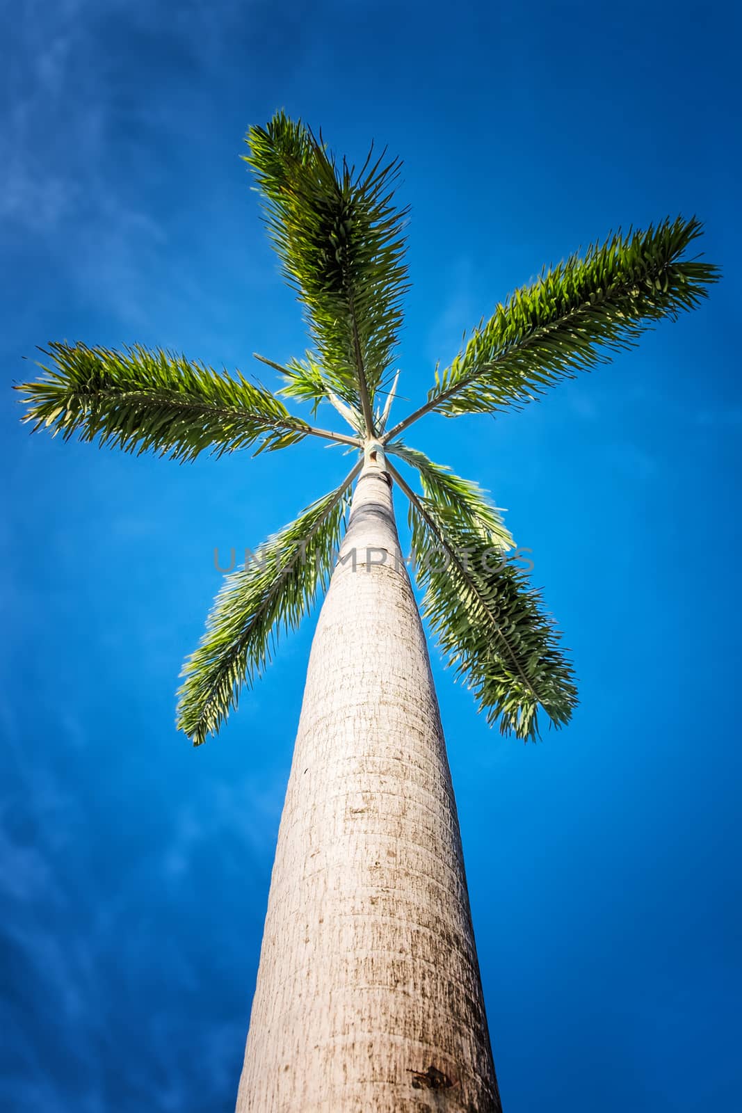 Palm trees in the blue sunny sky by Surasak