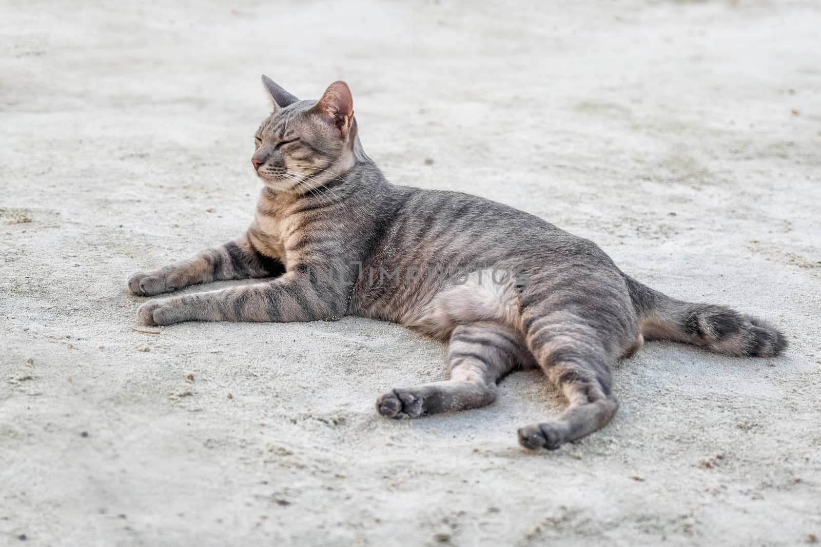 Cat on the beach by Surasak