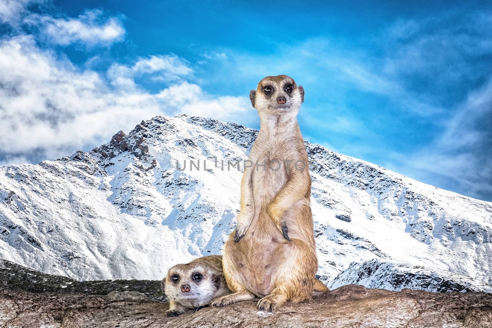 Meerkat (Surikate) in Snow Mountain by Surasak