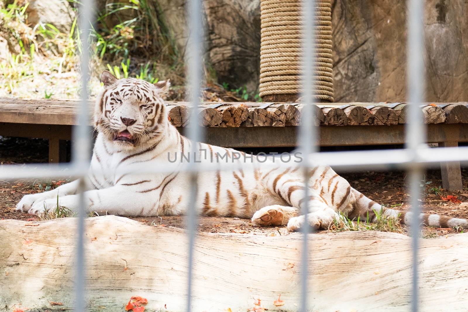 White Tiger sleeping in cage by Surasak