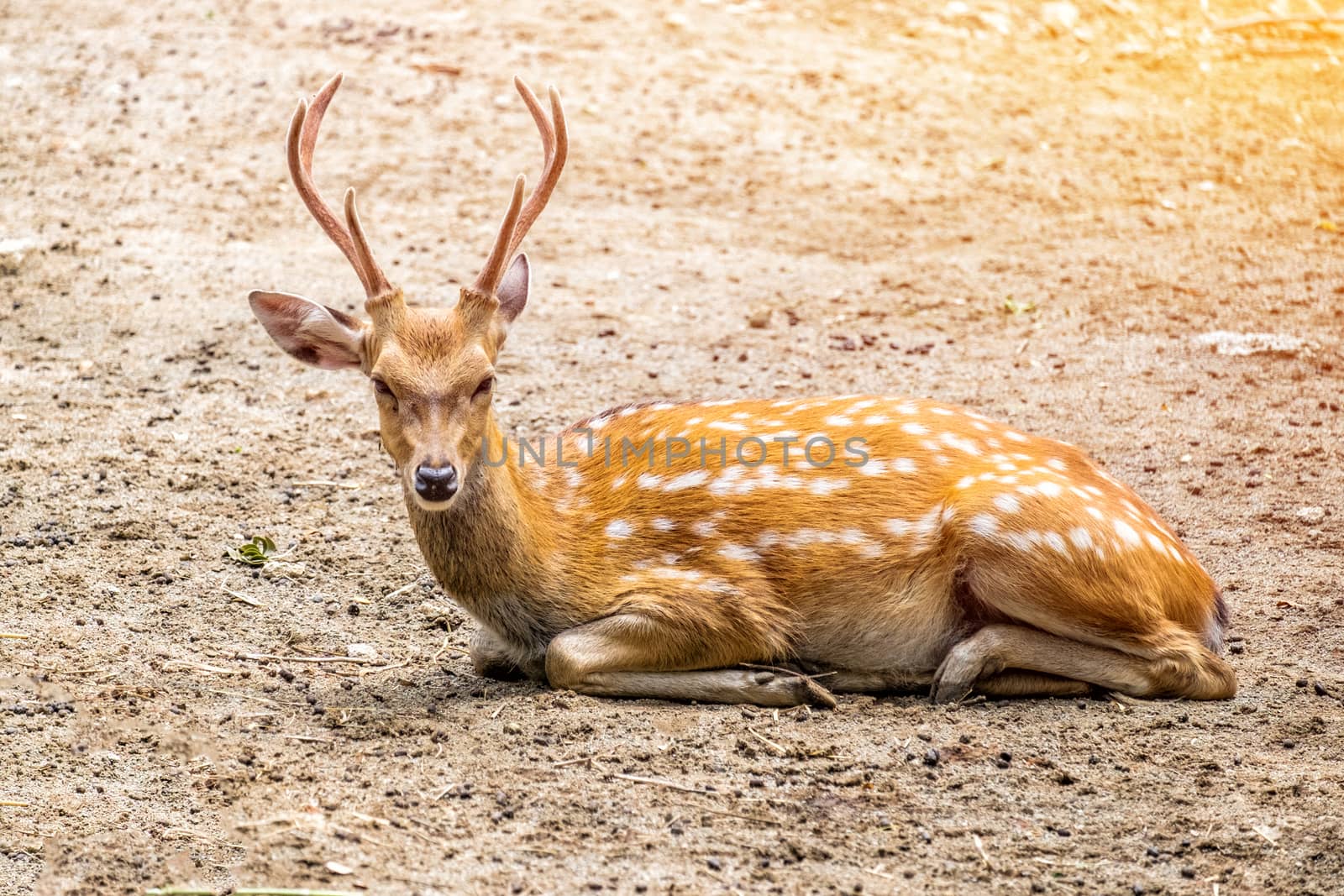 Male chital or cheetal deer (Axis axis),in sunlight by Surasak