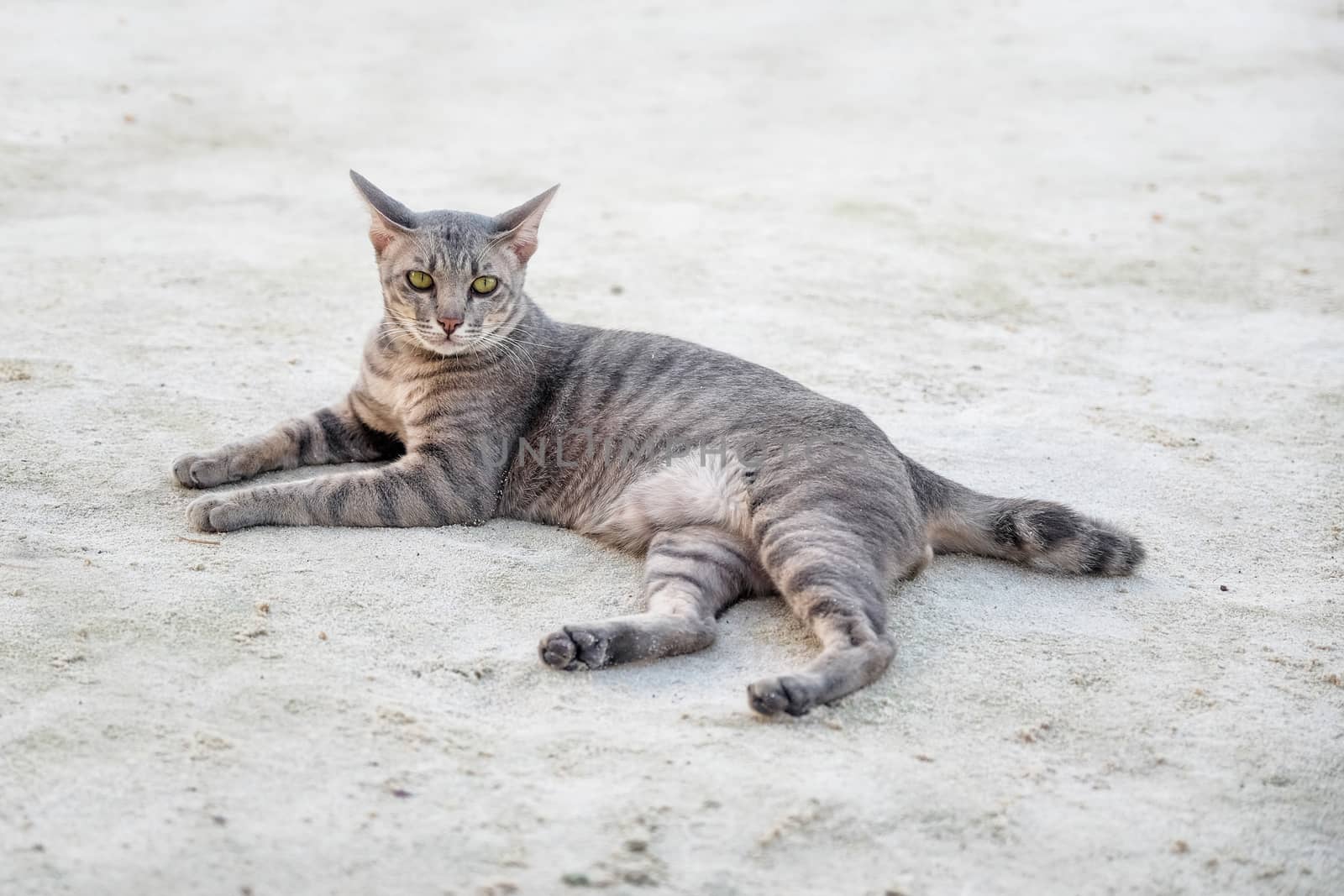 Cat on the beach by Surasak