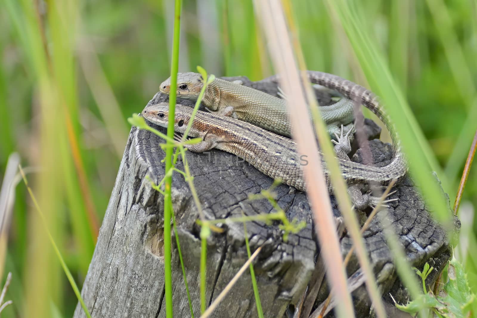 Amongst wetland plants, this common or viviparous lizard couple bask on a wooden post. Both look at the camera, show affection as tails overlap