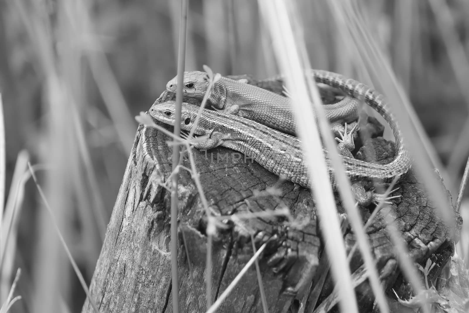 B + W amongst wetland plants, this common or viviparous lizard couple bask on a wooden post. Both look at the camera, show affection as tails overlap
