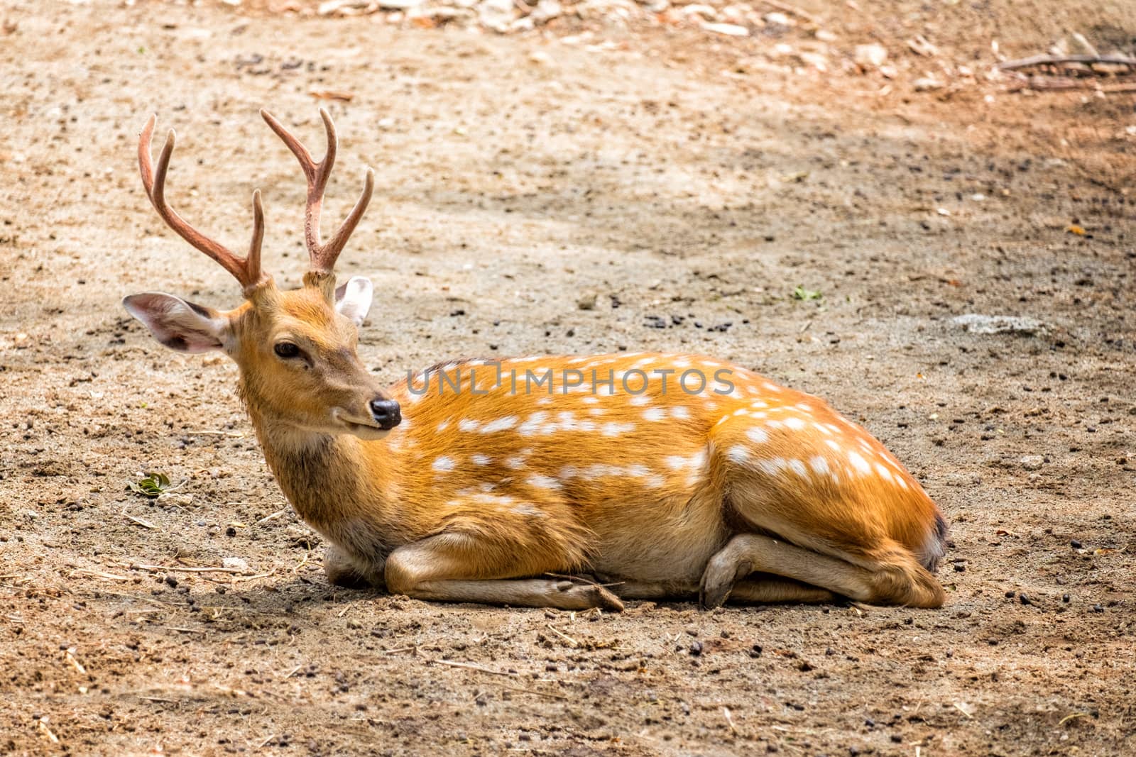 Male chital or cheetal deer (Axis axis),in sunlight