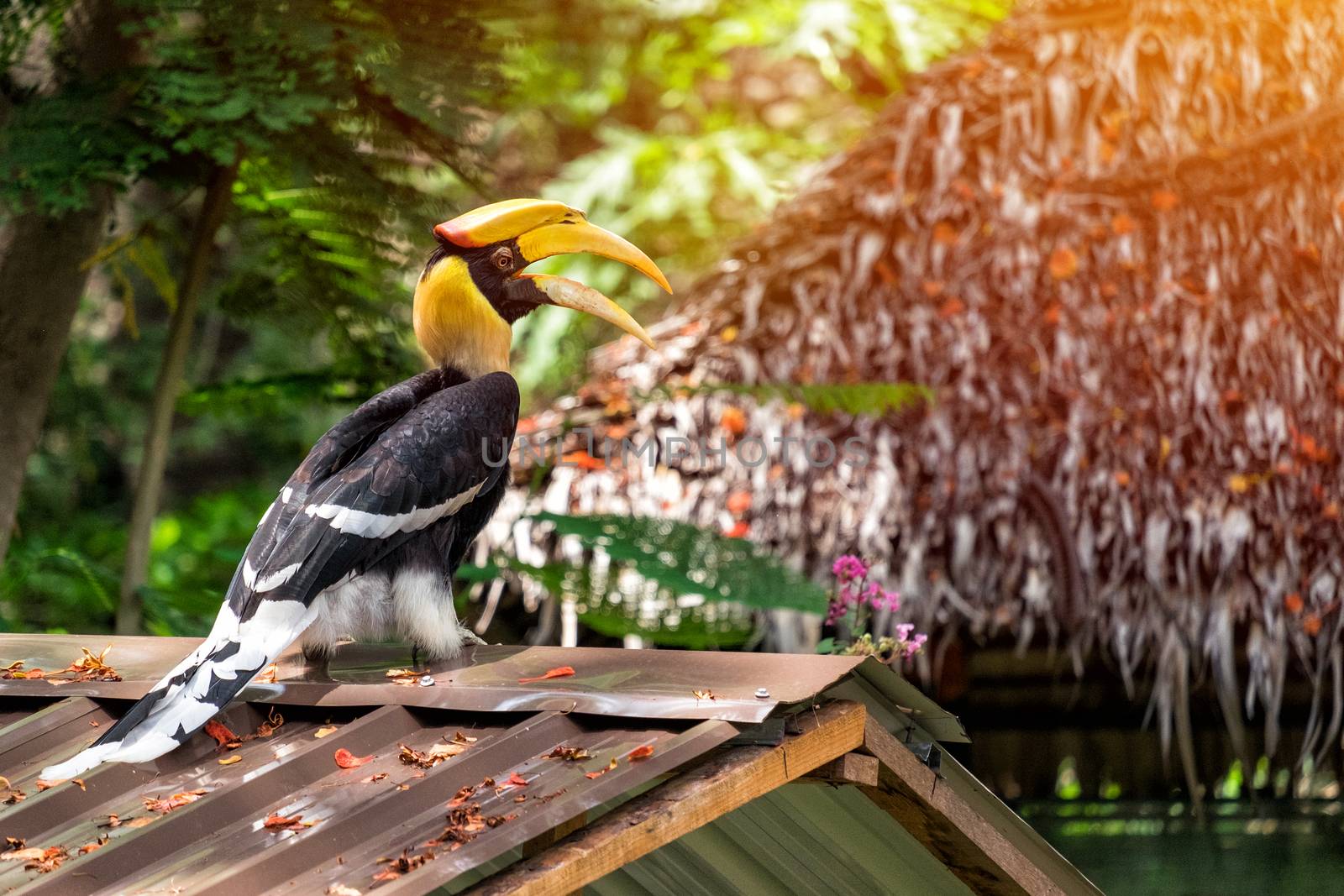 Yellow Billed Hornbill on the roof