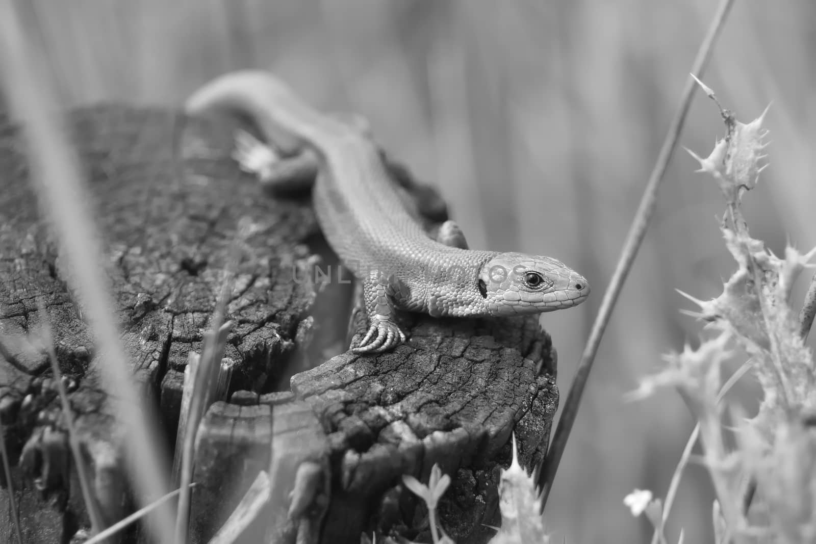 B + W Greens and oranges of this common or viviparous lizard camouflage well with the surroundings, as it looks at the camera. Light catches the eye.