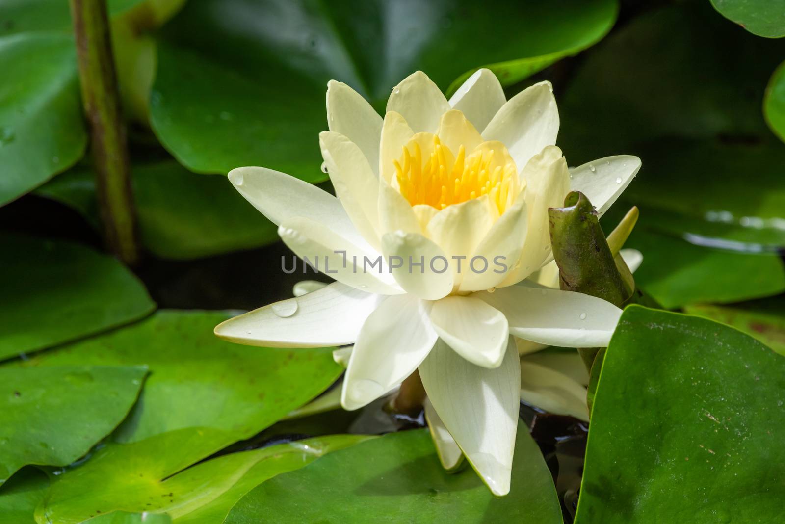Lotus water lily and green leaves close-up view in a pond