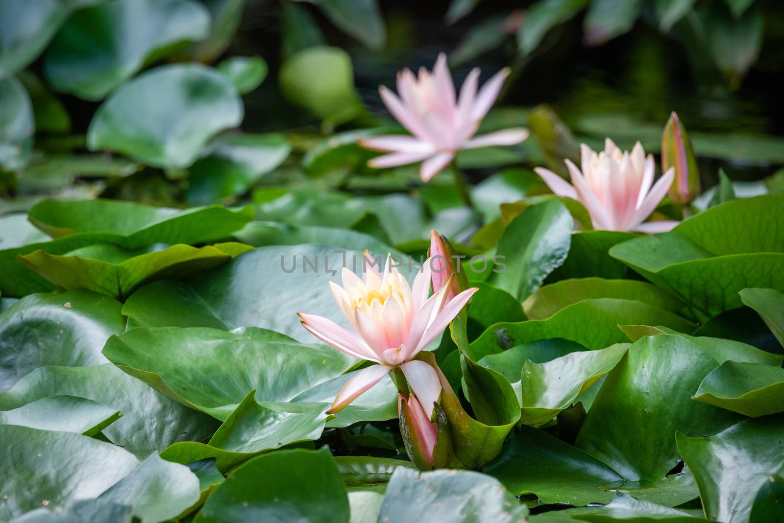 Lotus water lily and green leaves close-up view in a pond