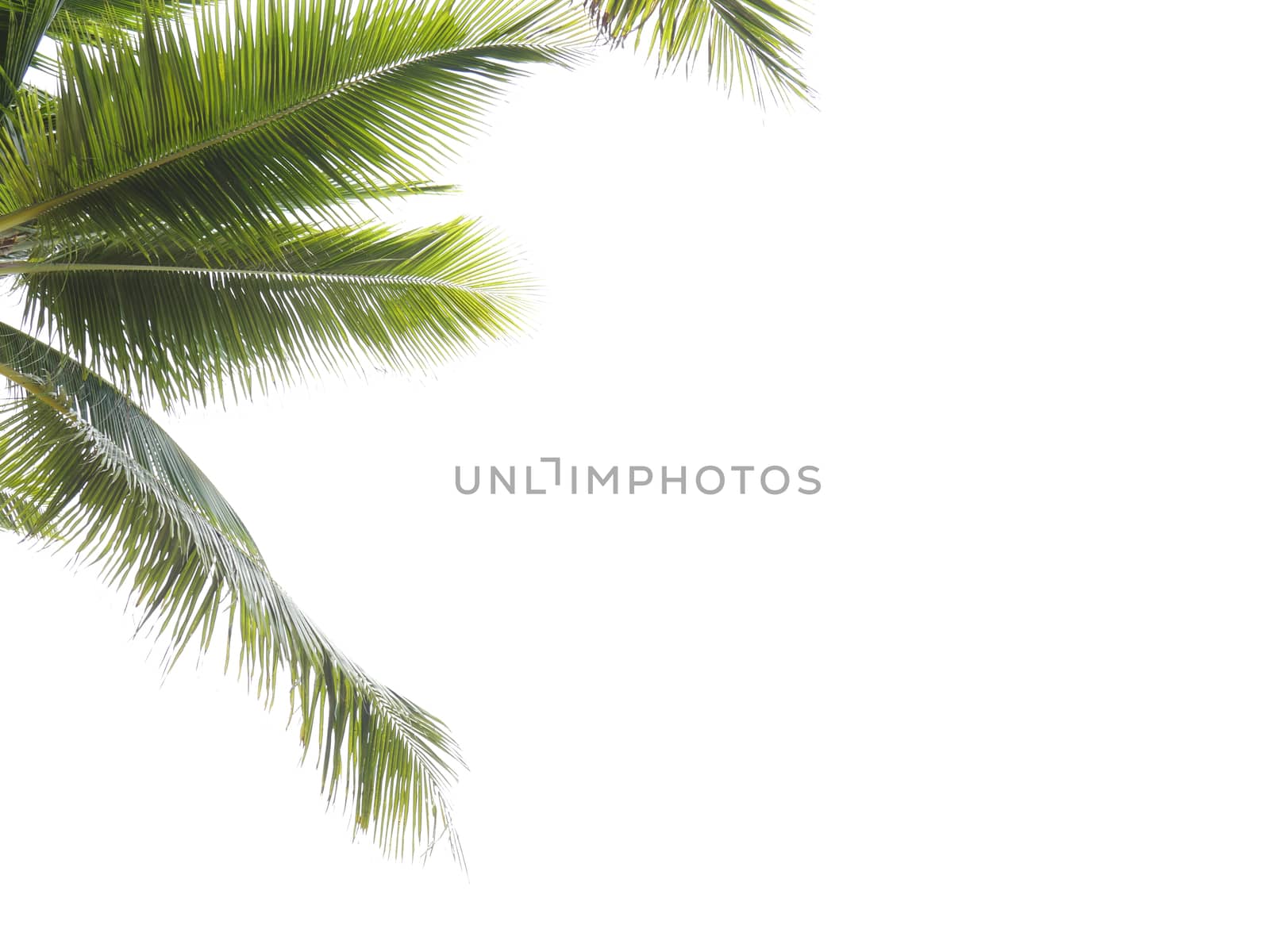 Coconut leaf frame isolate on white background whit copy space,  by chiawth