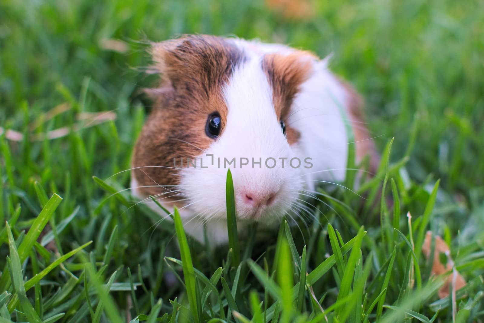 Cute guinea pig grazing on a green field by hernan_hyper
