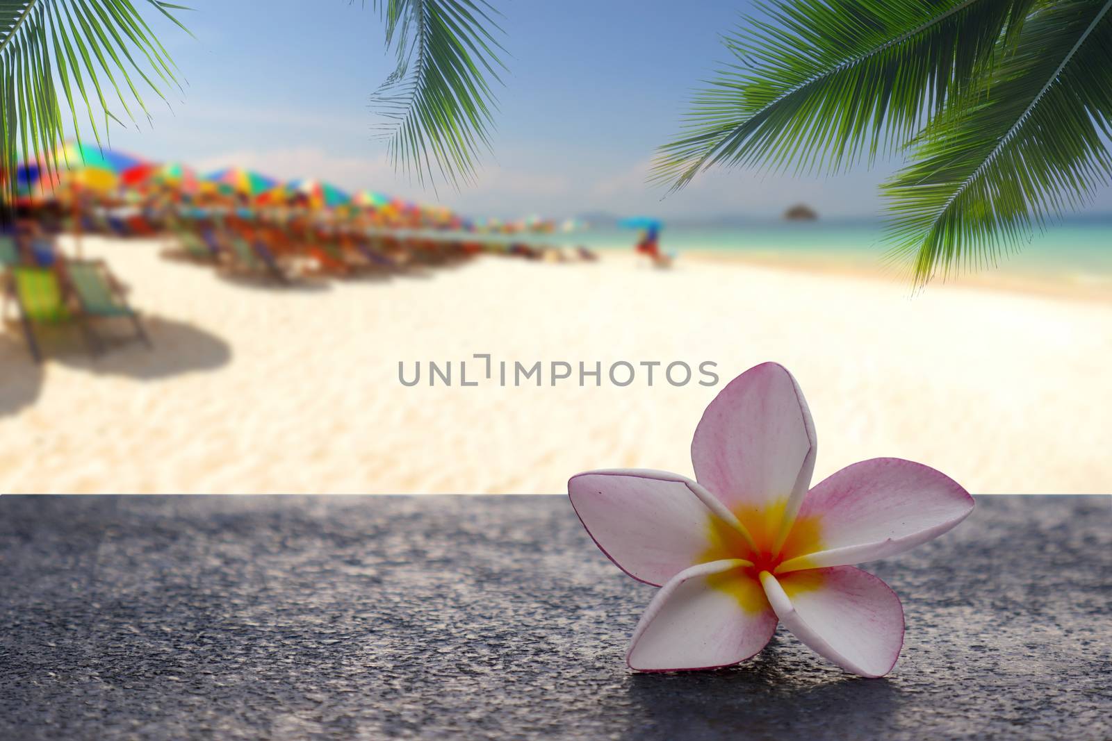 Plumeria flowers are laid on cement floors with a coconut leaf background and blurred beach, tropical flowers on the beach. by chiawth
