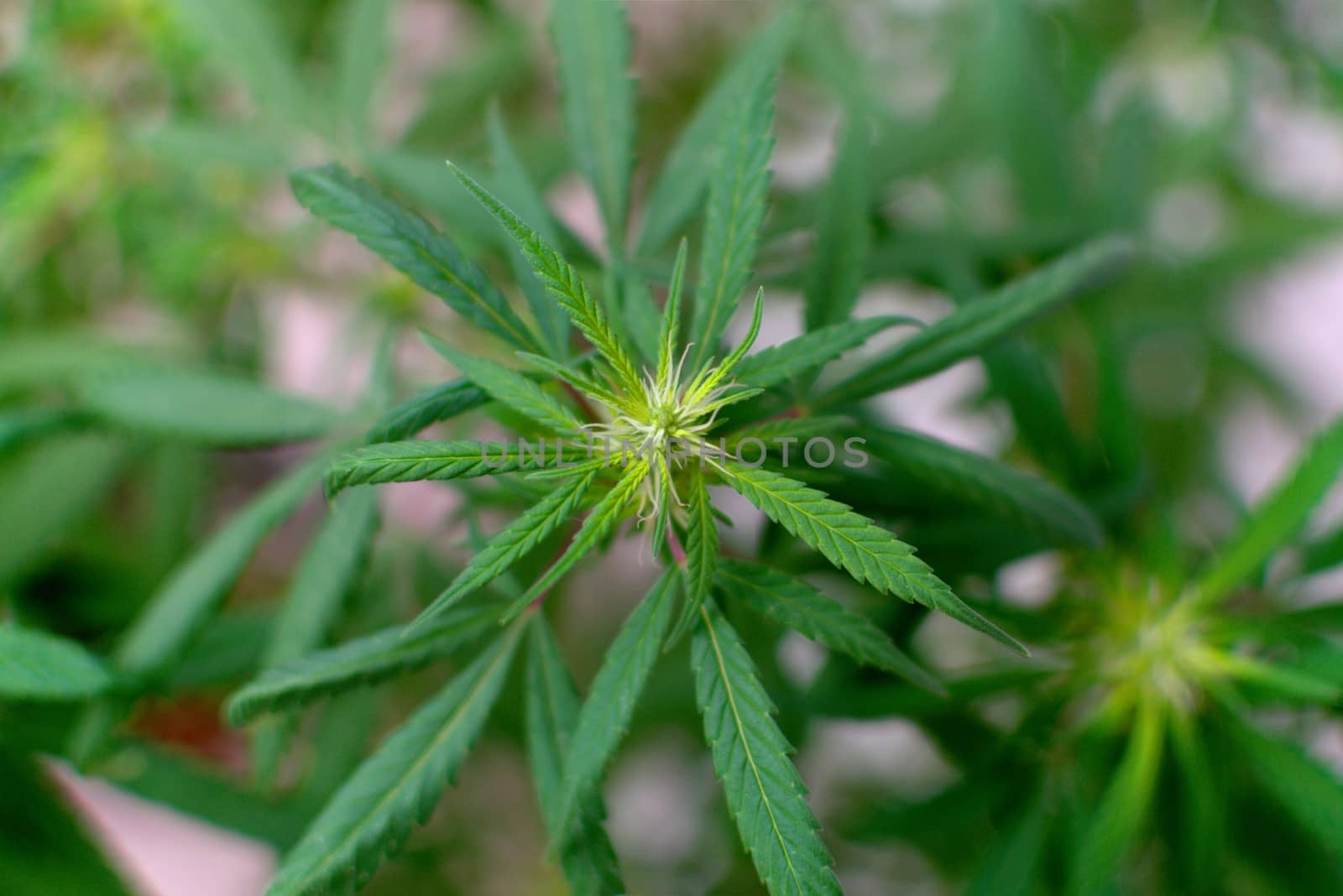 Marijuana plant close up. Cannabis cultivation in Argentina.