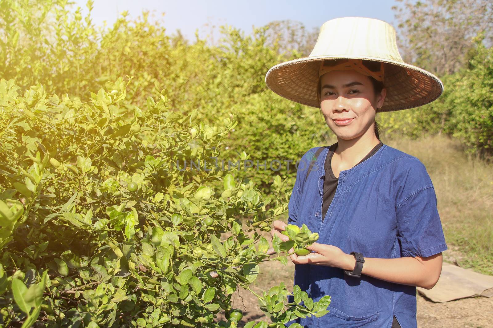 Happy Asian female gardeners harvesting organic fresh green lime in the gardens. by anotestocker