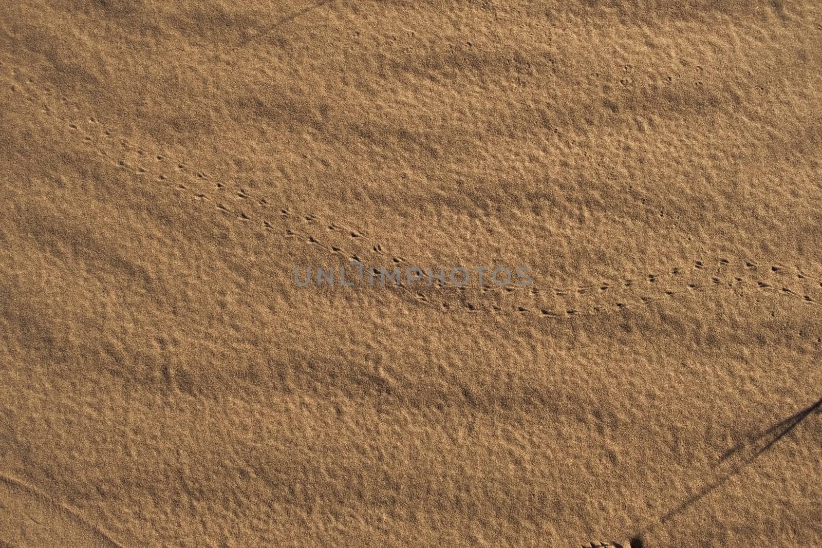 Sands of the desert of Lavalle, province of Mendoza, Argentina. An insect trail can be seen.
