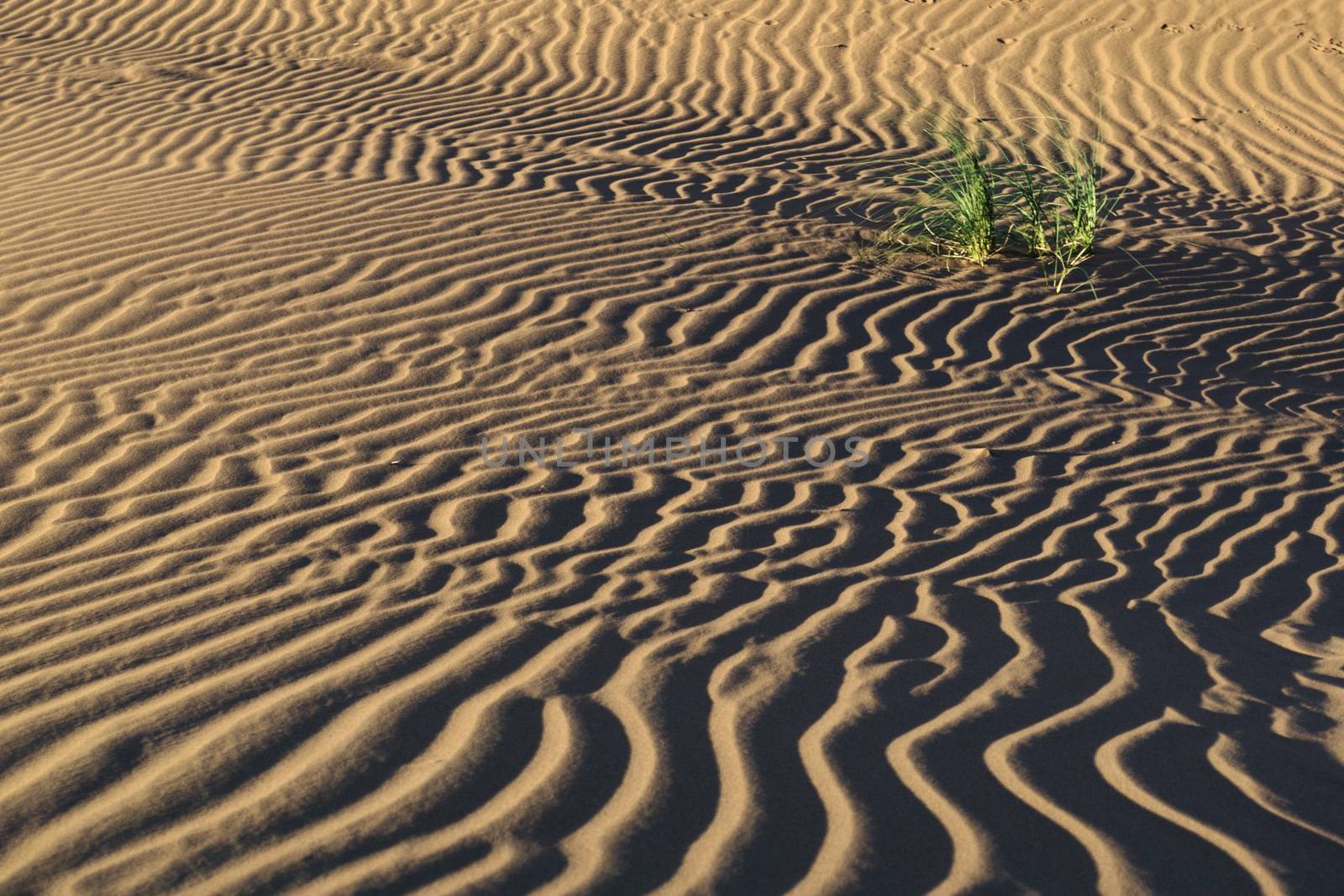 Small tufts of Pampas grass grow in the sand ripples of the desert of Lavalle, in the province of Mendoza, Argentina.