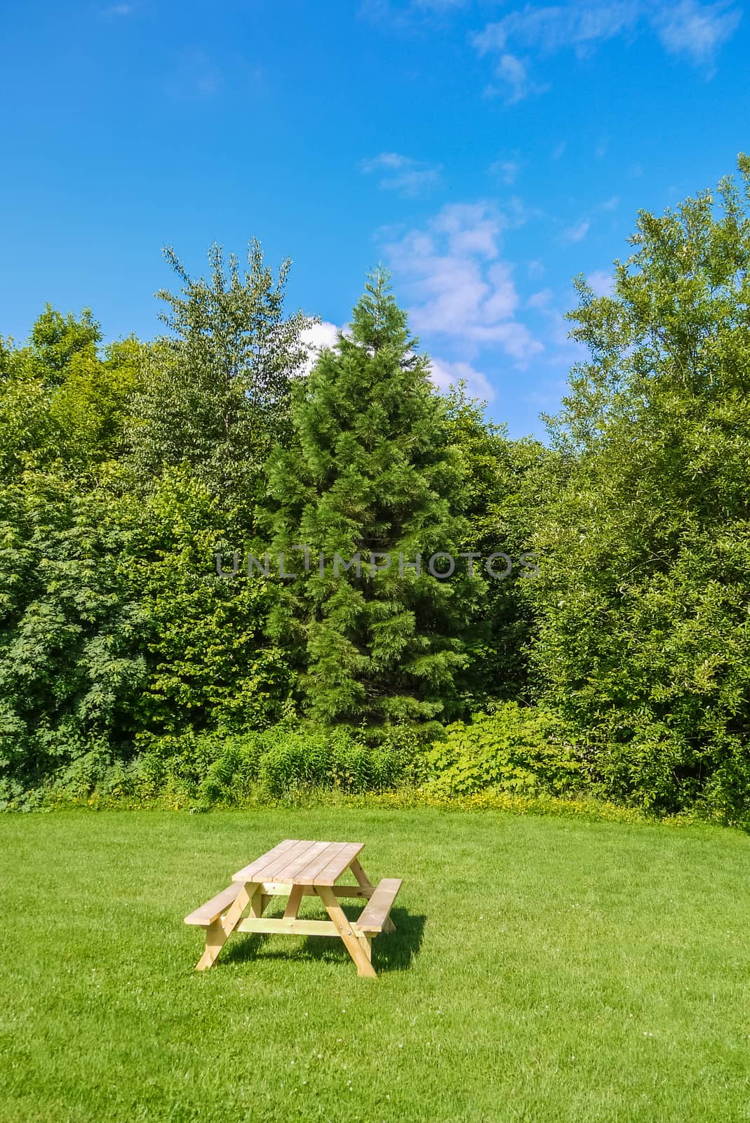 Recreation area with picnic tables on green lawn in a park