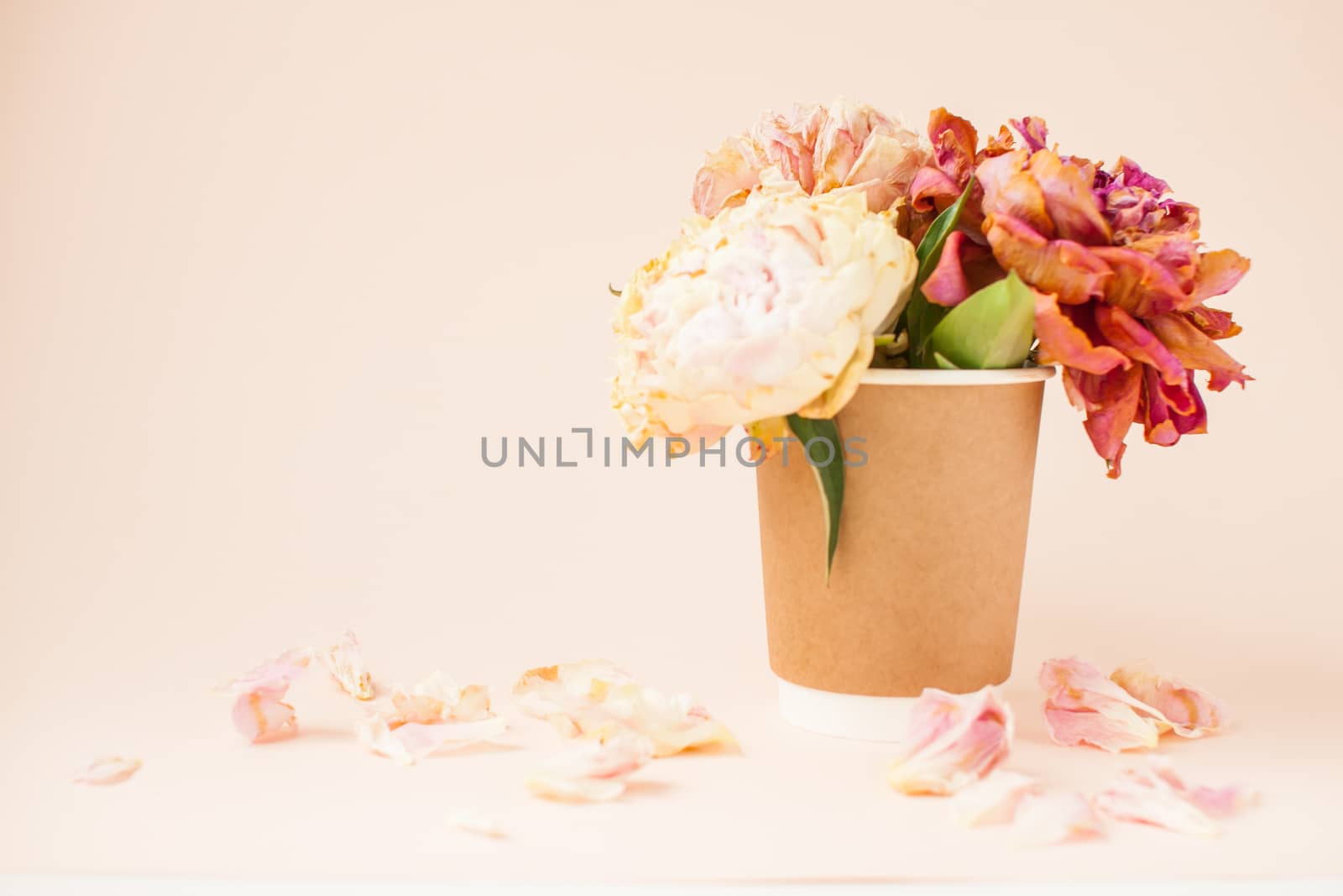 Beautiful dried pink peonies in a disposable paper cup by malyshkamju