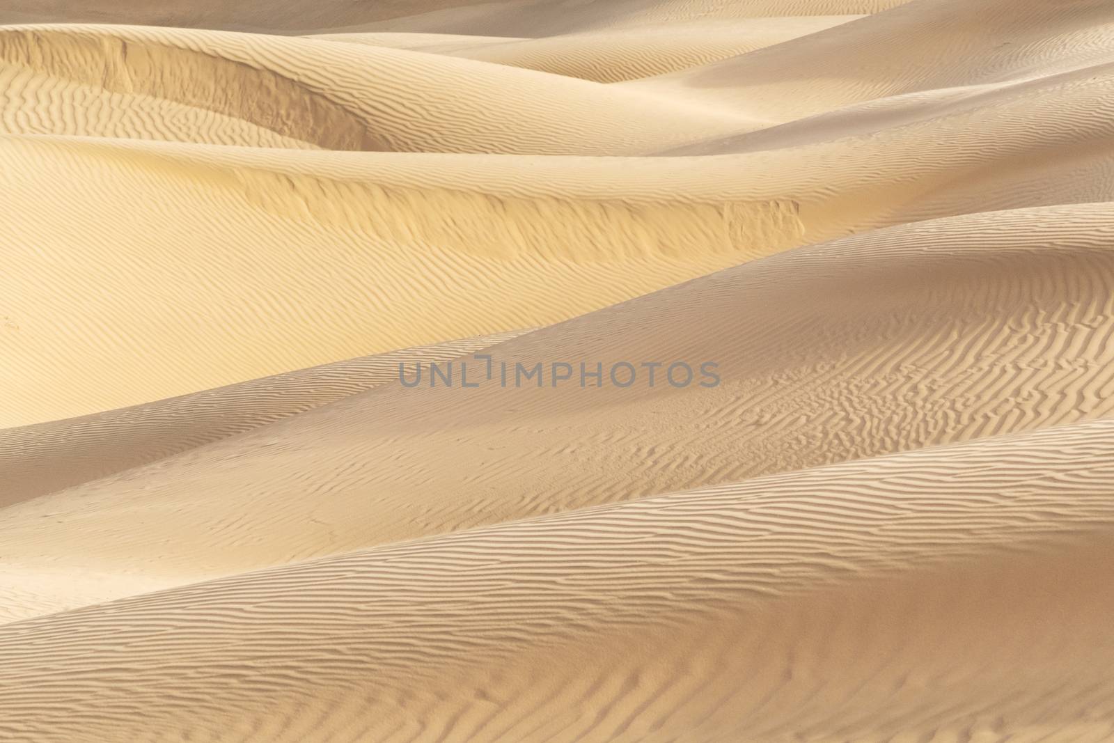 Beautiful sand dune in Thar desert, Jaisalmer, Rajasthan, India. by Tanarch