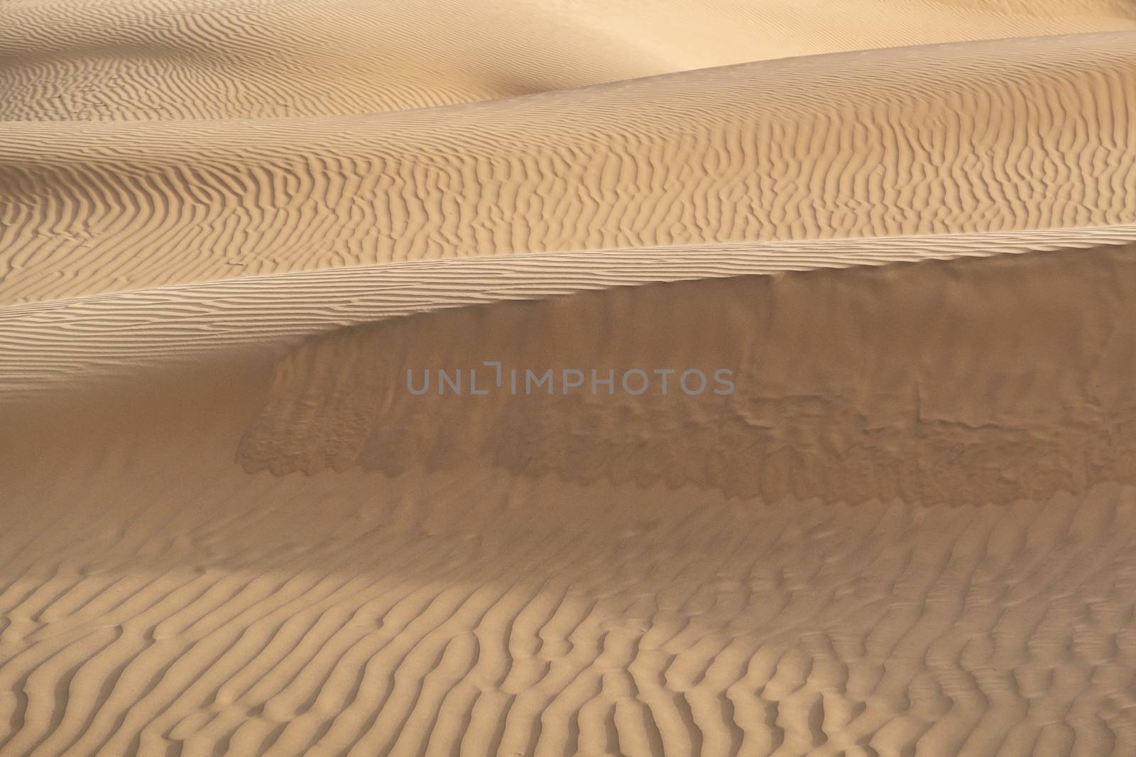 Beautiful sand dune in Thar desert, Jaisalmer, Rajasthan, India. by Tanarch