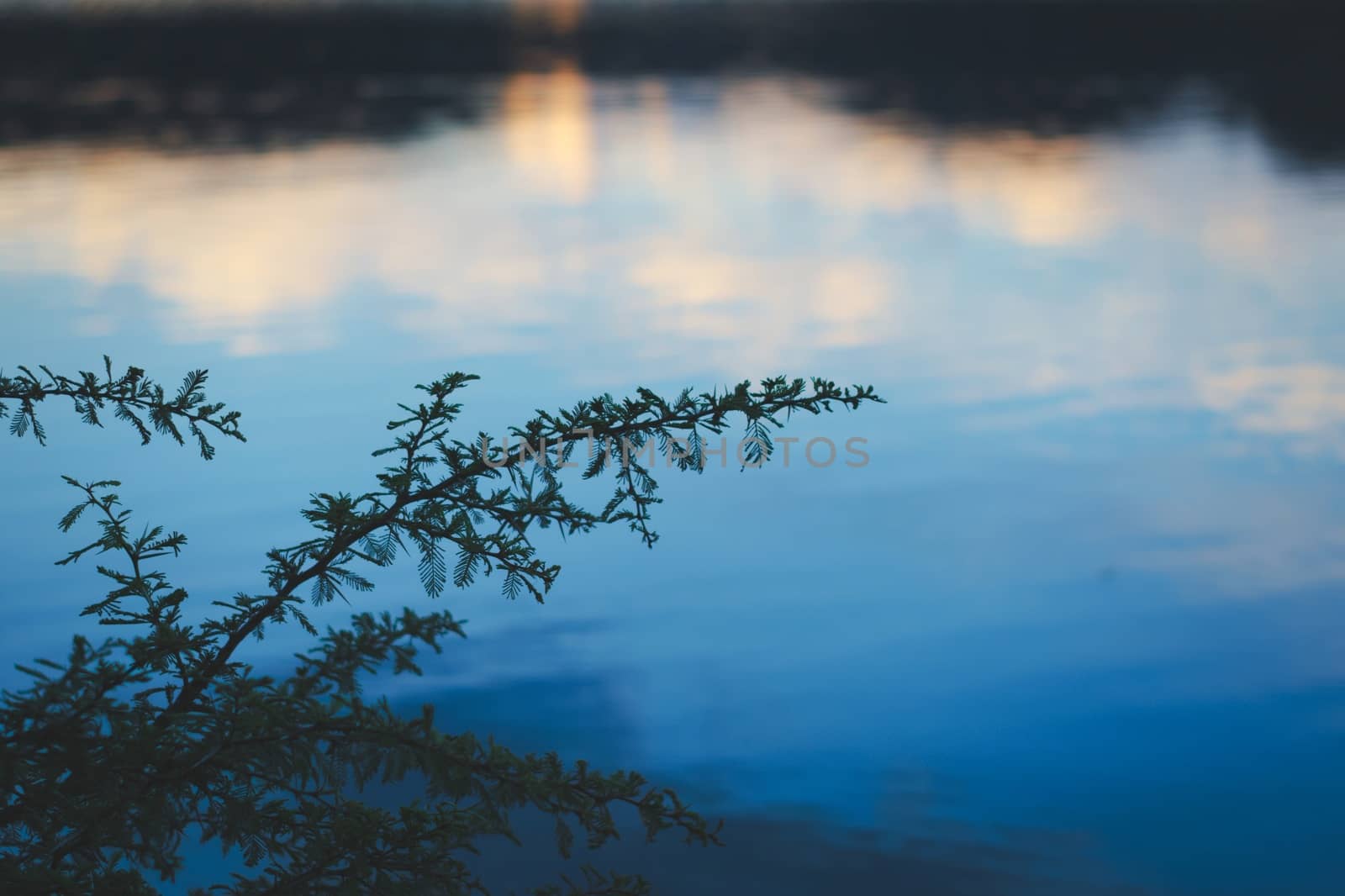 Branch of a spiny bush silhouetted against blue lake reflections in San Luis, Argentina.