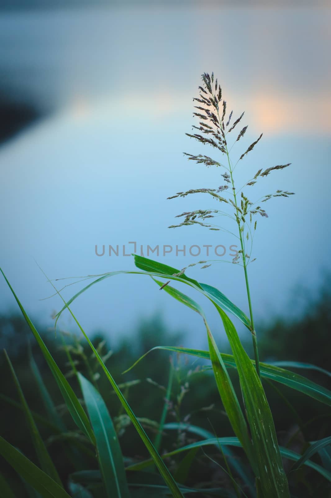 Long, green grass blades against summer evening sky. by hernan_hyper