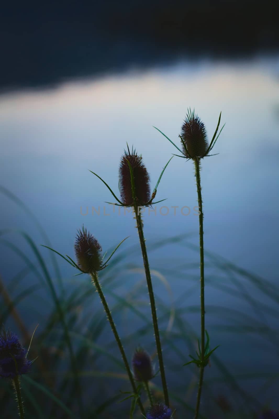 Thistles and long grass silhouetted against the reflections of the twilight sky by hernan_hyper