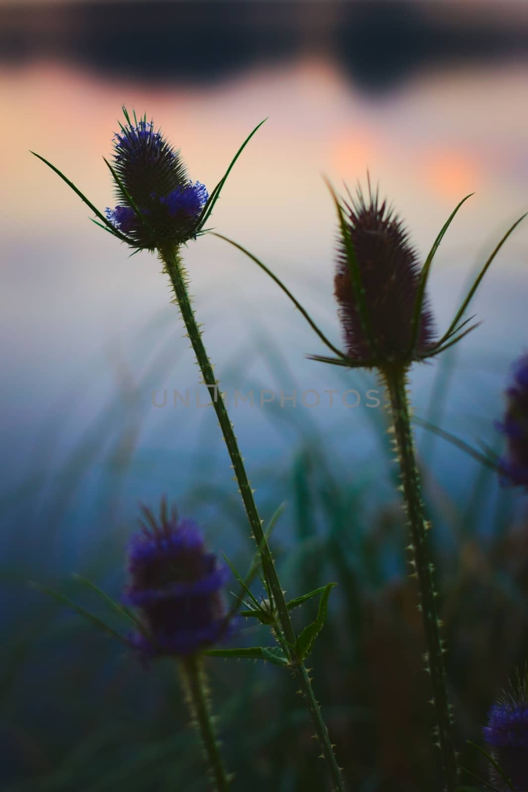 Thistles and long grass silhouetted against the reflections of the twilight sky by hernan_hyper