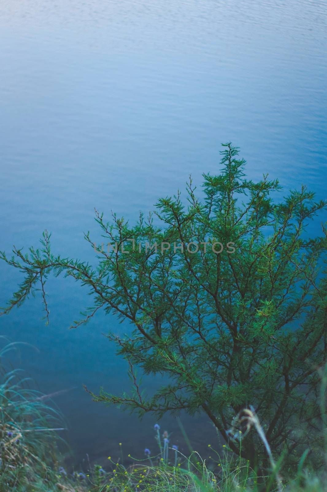 Spiny needle bush (Vachellia farnesiana) by hernan_hyper