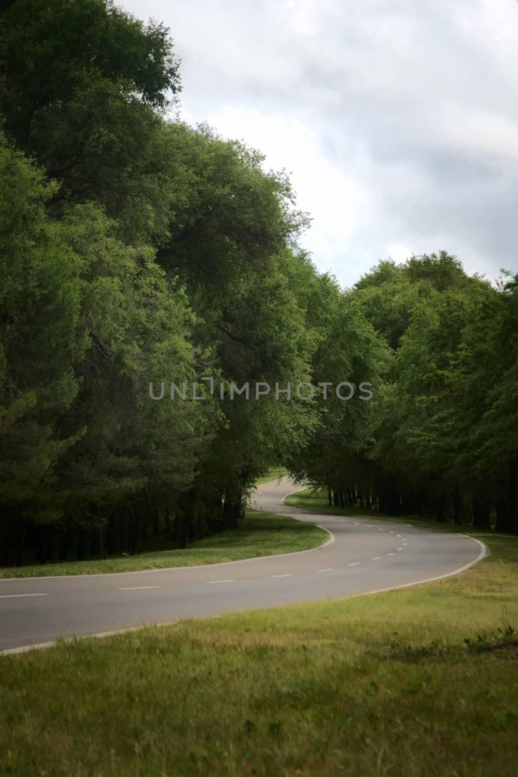 Winding asphalt road in a woodlands area by hernan_hyper
