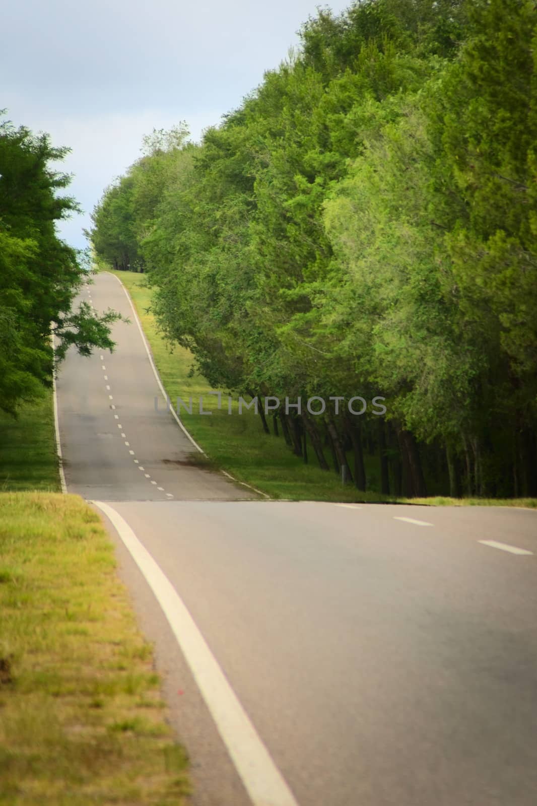Undulating road on a hillside in a wooded area by hernan_hyper
