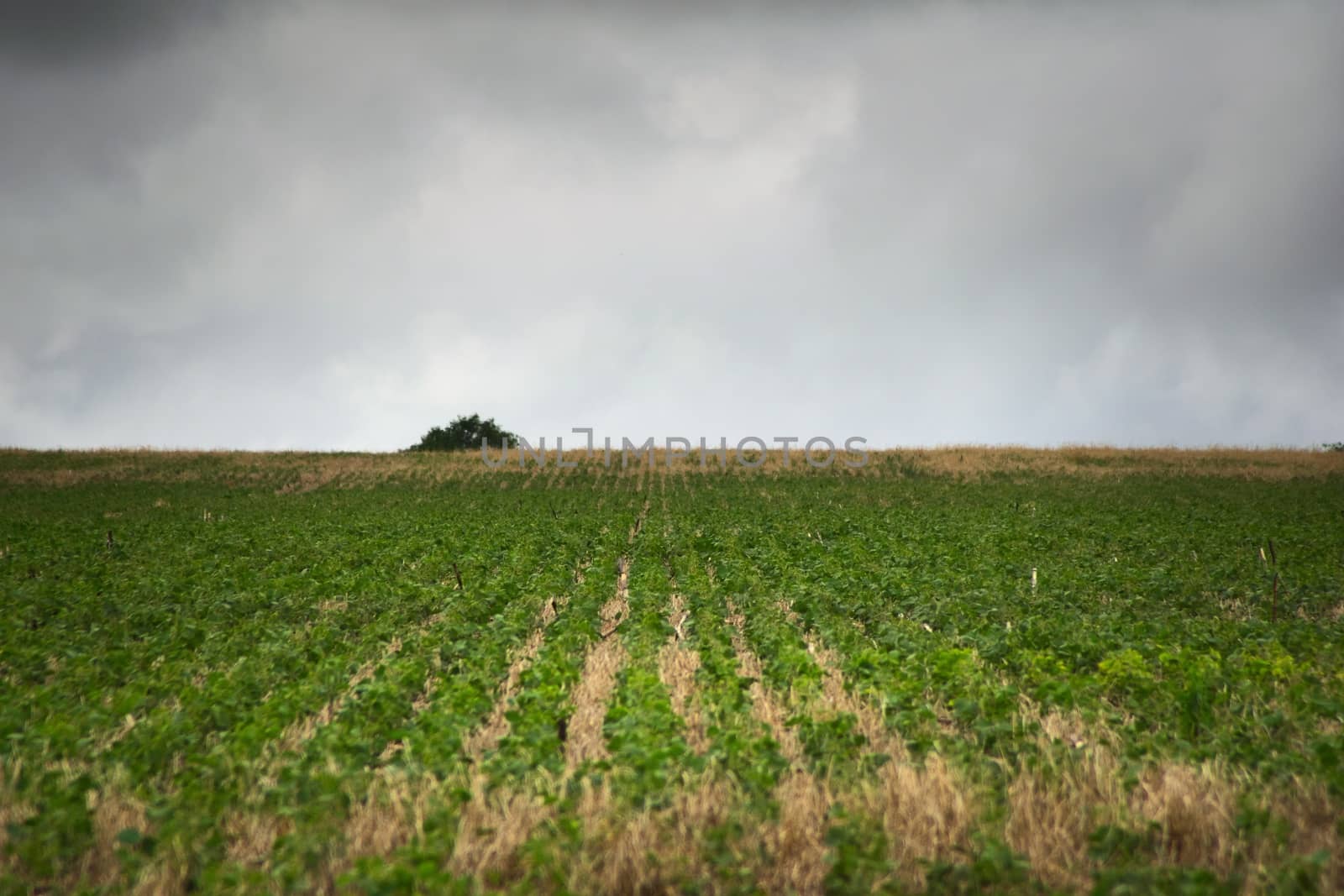 Soybean plantation in San Luis, Argentina, on a stormy day.