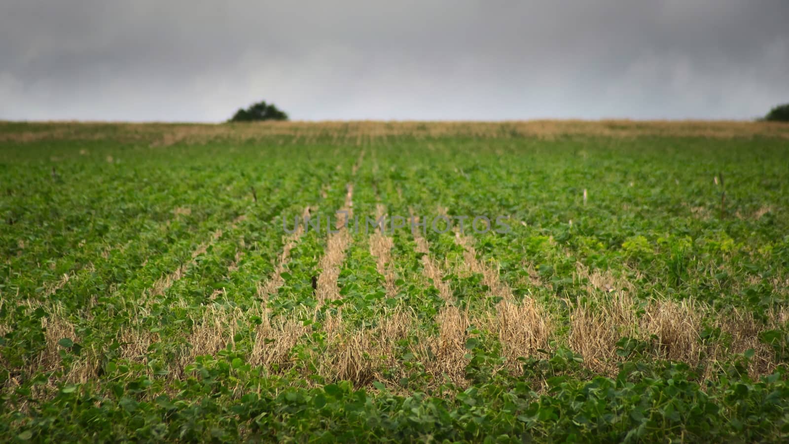 Soybean plantation in San Luis, Argentina by hernan_hyper