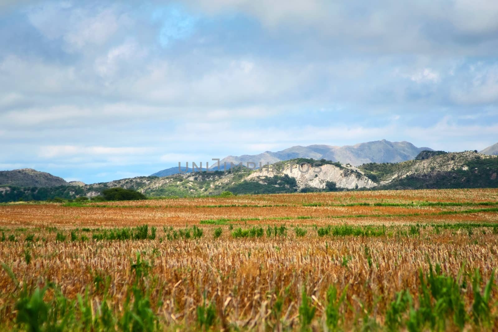 Harvested corn field in San Luis, Argentina. by hernan_hyper