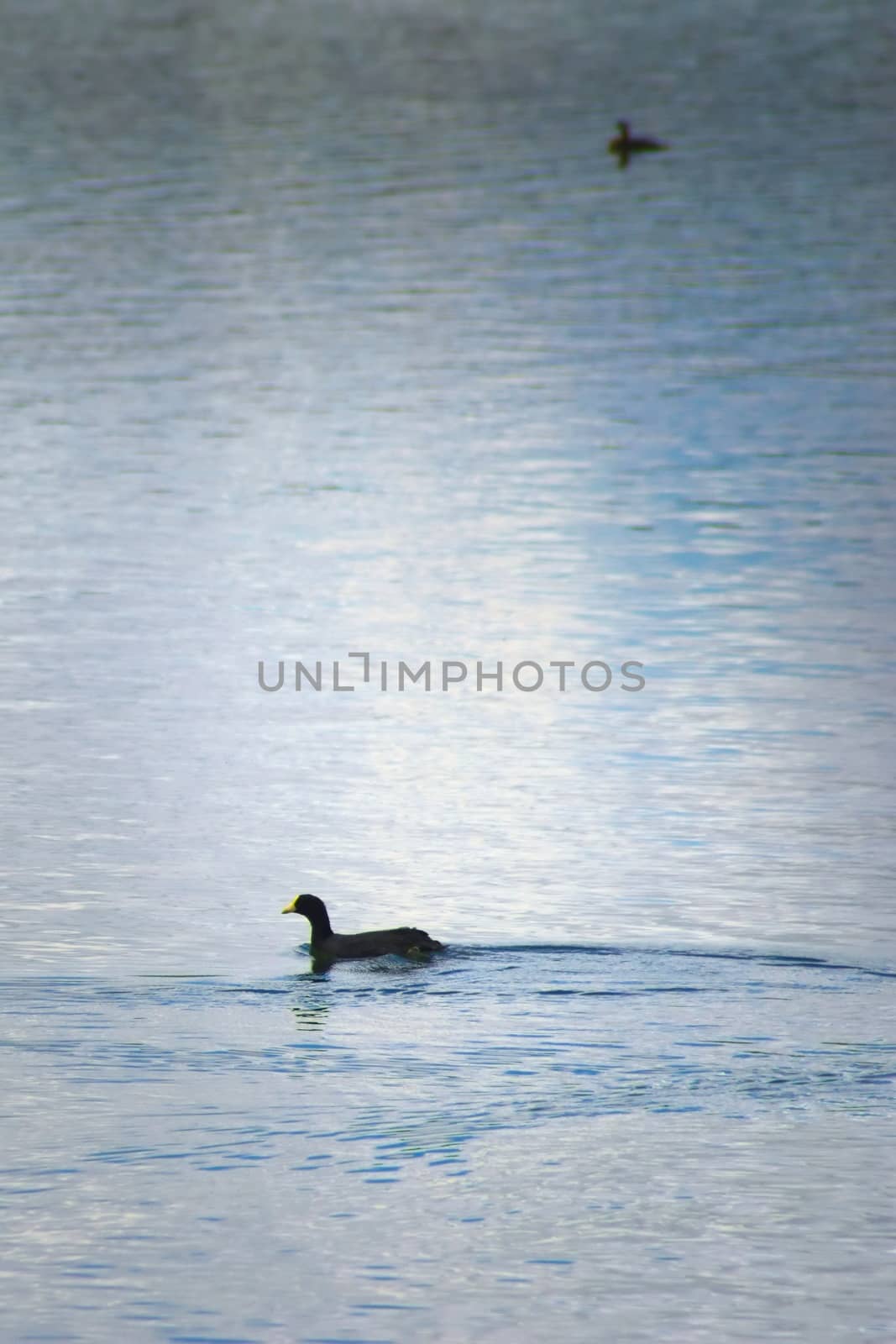 Red-gartered coot (Fulica armillata) swimming in the waters of lake La Florida, in San Luis, Argentina.