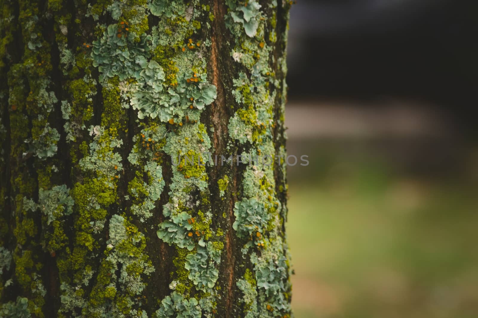 Mossy tree trunk in the forest. Close up detail. by hernan_hyper