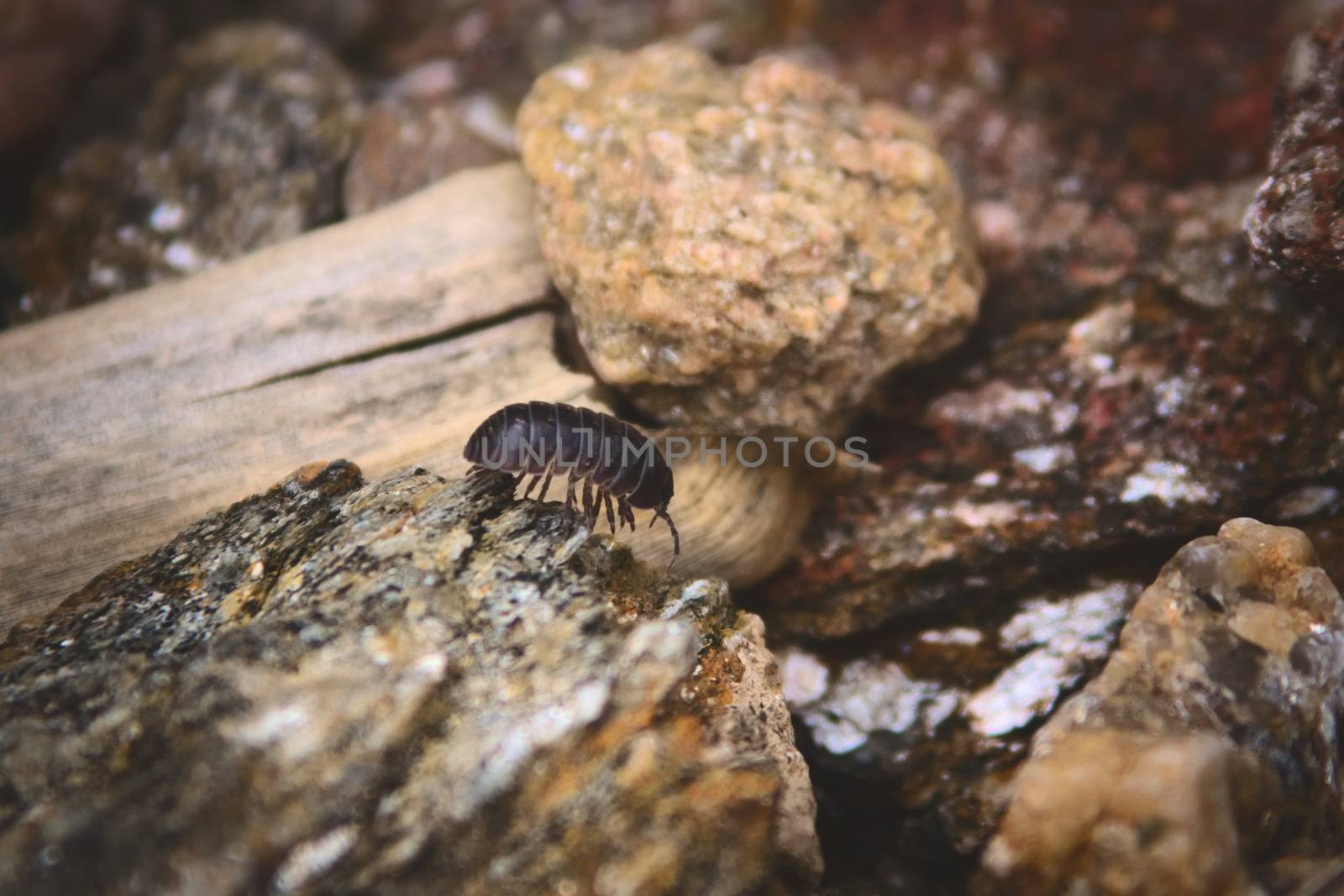 Common pill bug (Armadillidium vulgare), walking over a rock near lake La Florida, in San Luis, Argentina.