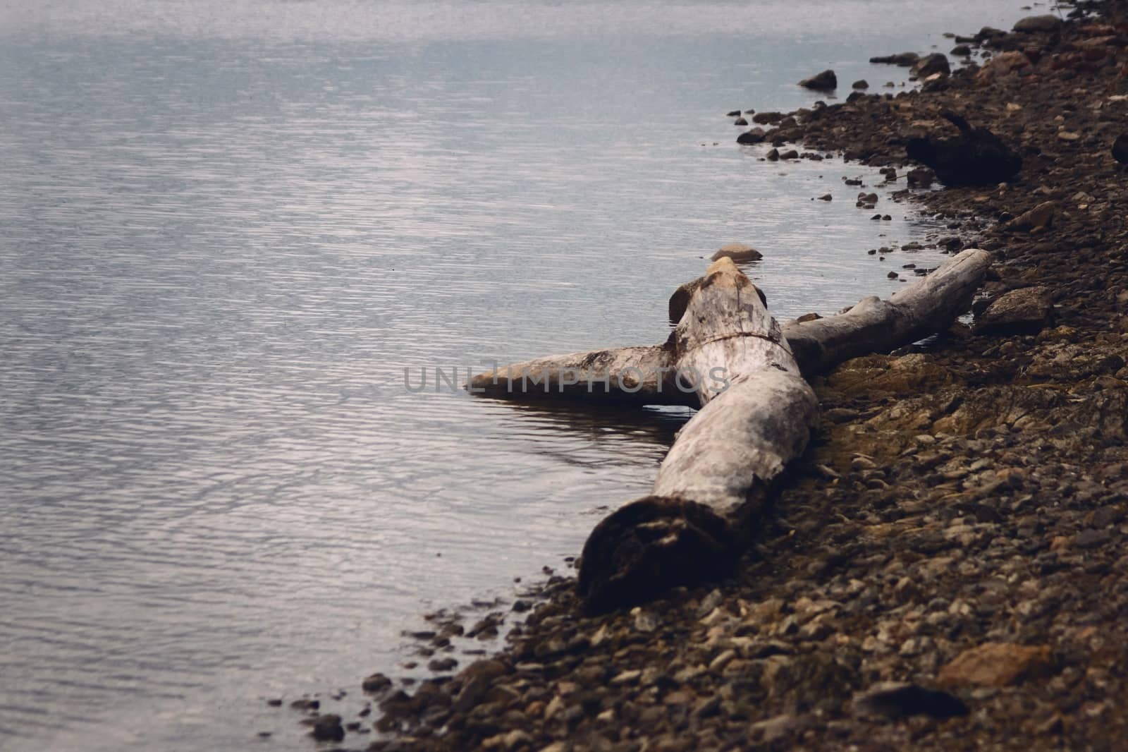 Dead wood on a rocky lakeshore by hernan_hyper