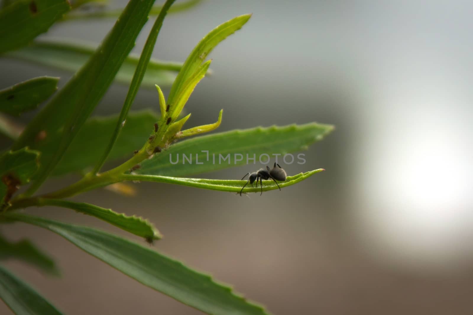 Argentinian carpenter ant (Camponotus mus) by hernan_hyper